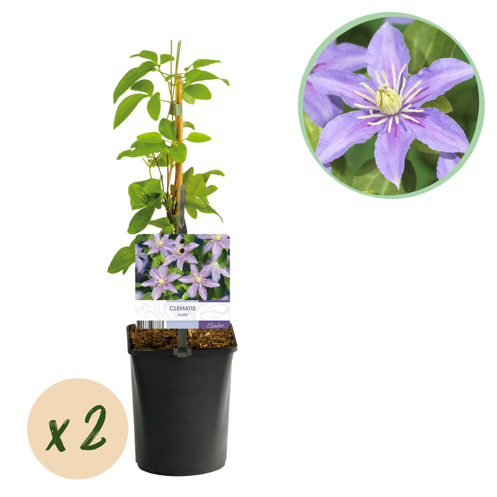 Kletterpflanze, Clematis Justa, Blüte Hellblau, Wenig Pflege, 2 Pflanzen, Topf 11 cm 40 cm