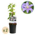 Kletterpflanze, Clematis Justa, Blüte Hellblau, Wenig Pflege, 2 Pflanzen, Topf 11 cm 40 cm