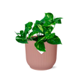 Epipremnum Pinnatum ‘Aureum’ im ELHO Vibes Fold, 14 cm, rosa