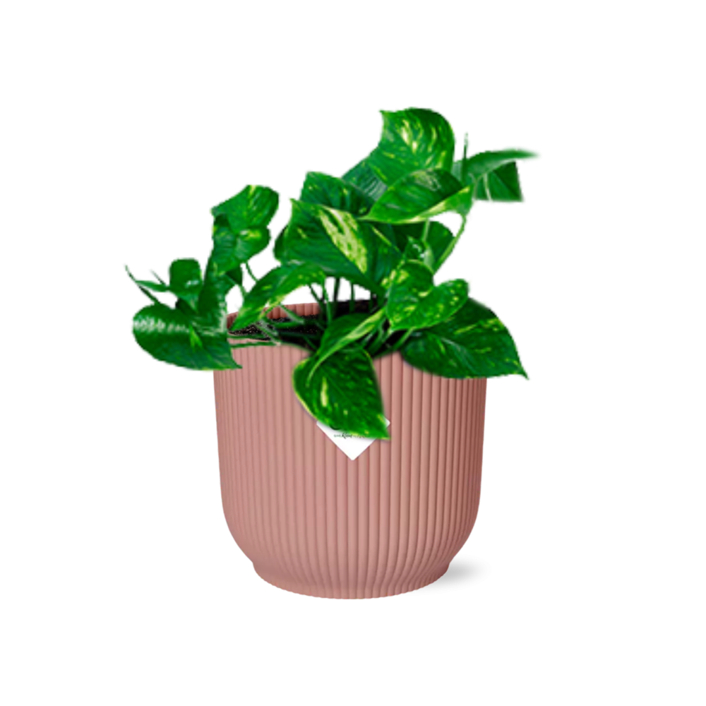 Epipremnum Pinnatum ‘Aureum’ im ELHO Vibes Fold, 14 cm, rosa