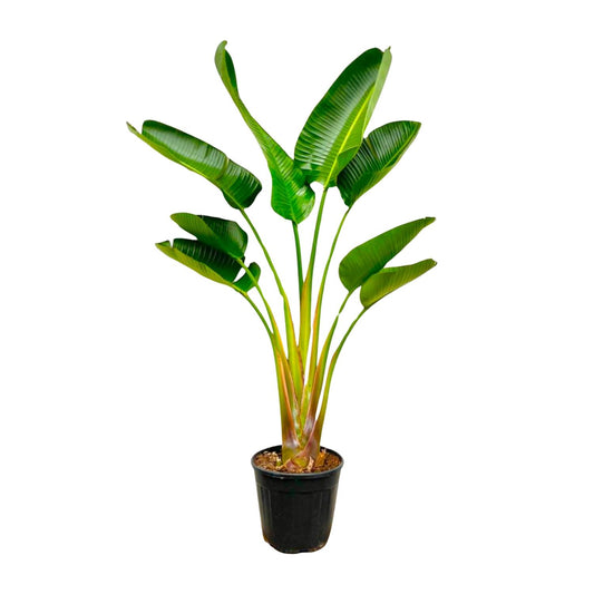 Strelitzia augusta – 160 cm – Ø24