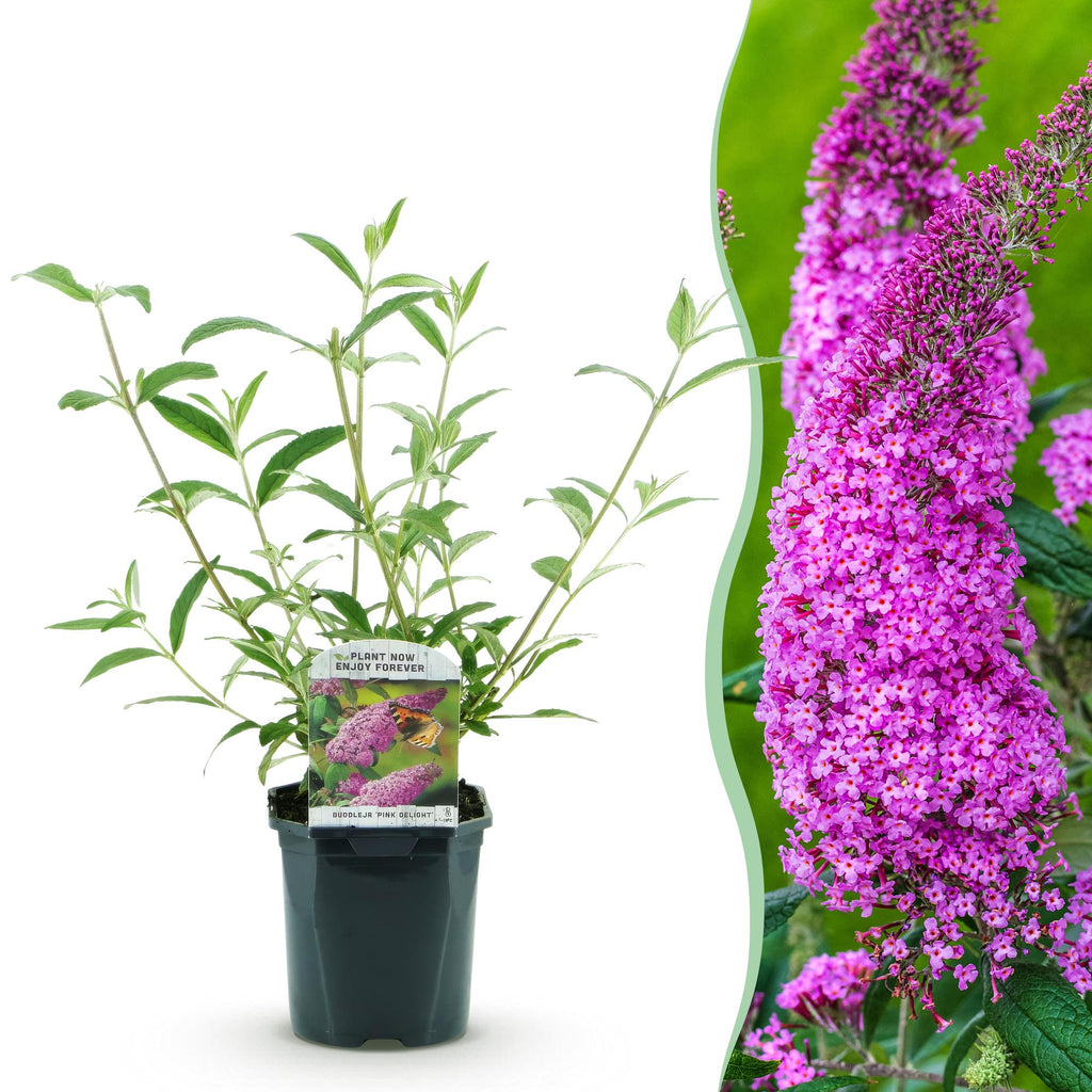 Buddleja davidii Rosa Delight, Schmetterlingsstrauch, Winterhart, Rosa, 1 Pflanze, Topf 17 cm, 45 cm