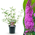 Buddleja davidii Rosa Delight, Schmetterlingsstrauch, Winterhart, Rosa, 1 Pflanze, Topf 17 cm, 45 cm