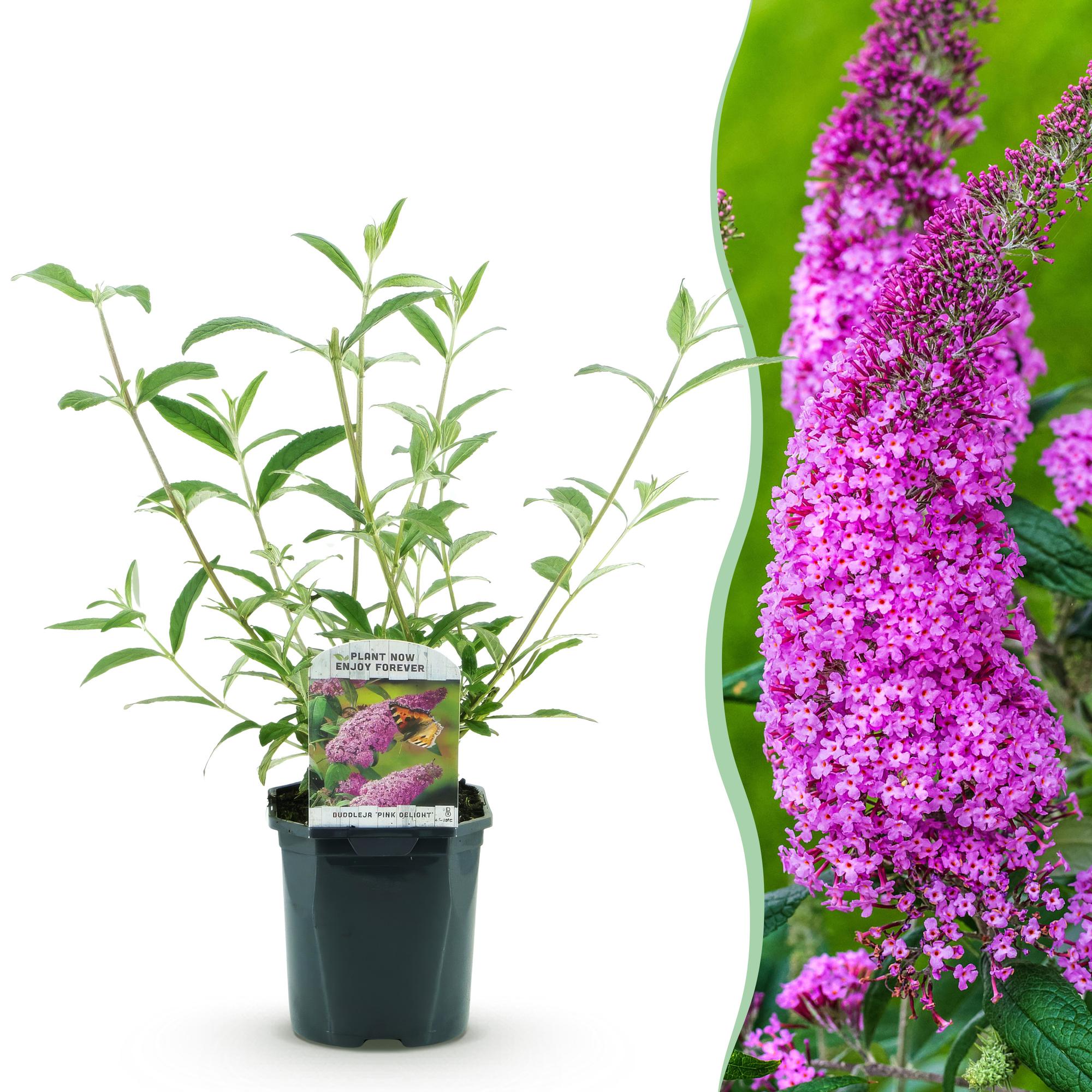 Buddleja davidii Rosa Delight, Schmetterlingsstrauch, Winterhart, Rosa, 1 Pflanze, Topf 17 cm, 45 cm