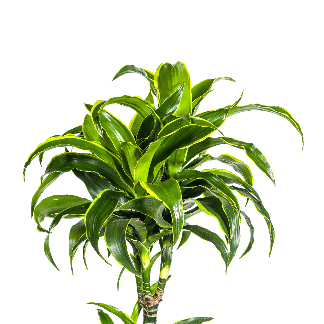 Dracaena Deremensis Dorado Ø27cm - ↕170 - 190cm - Botanic-Vibes