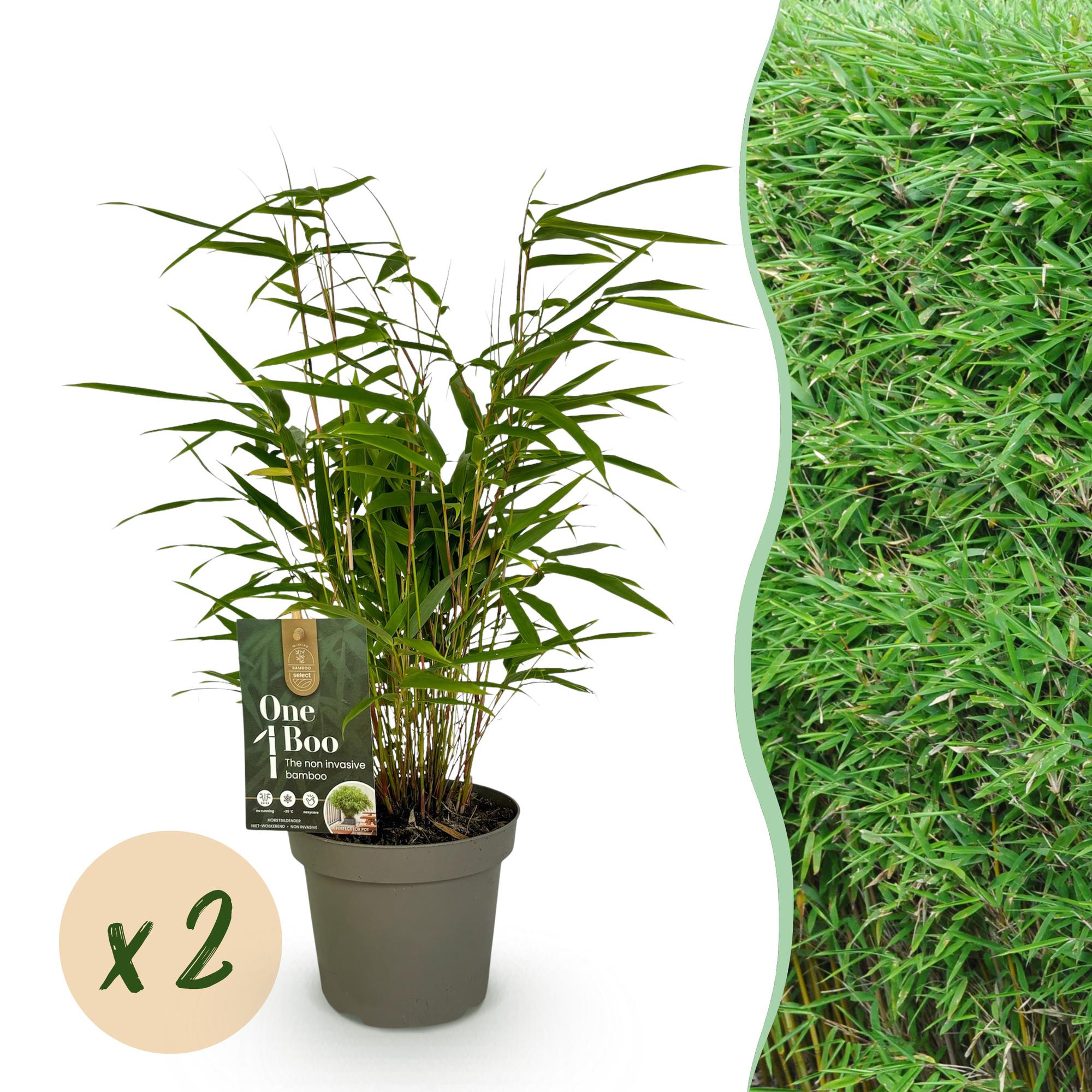 Bambus, Fargesia rufa, Grün, 2 Pflanzen, Immergrün, Wuchernd- Topf 14 cm 35 cm