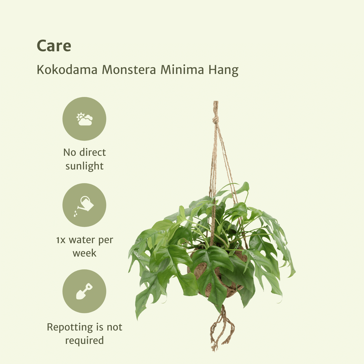 Kokodama Monstera Minima Hang (Lochpflanze), 2 Stücke, Ø15 cm, 25 cm