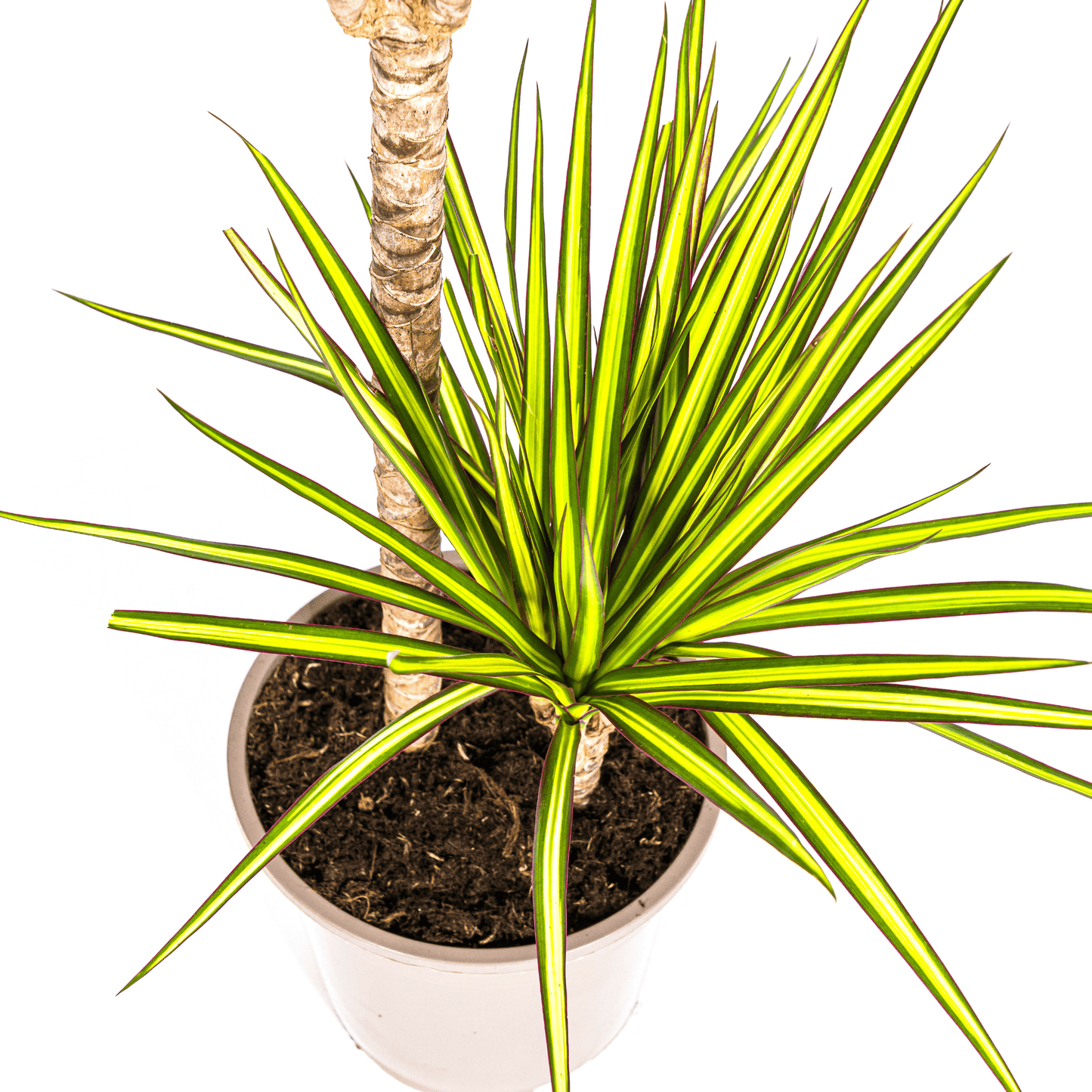 Dracaena Marginata Sunray Ø19cm - ↕80-100cm - Botanic-Vibes