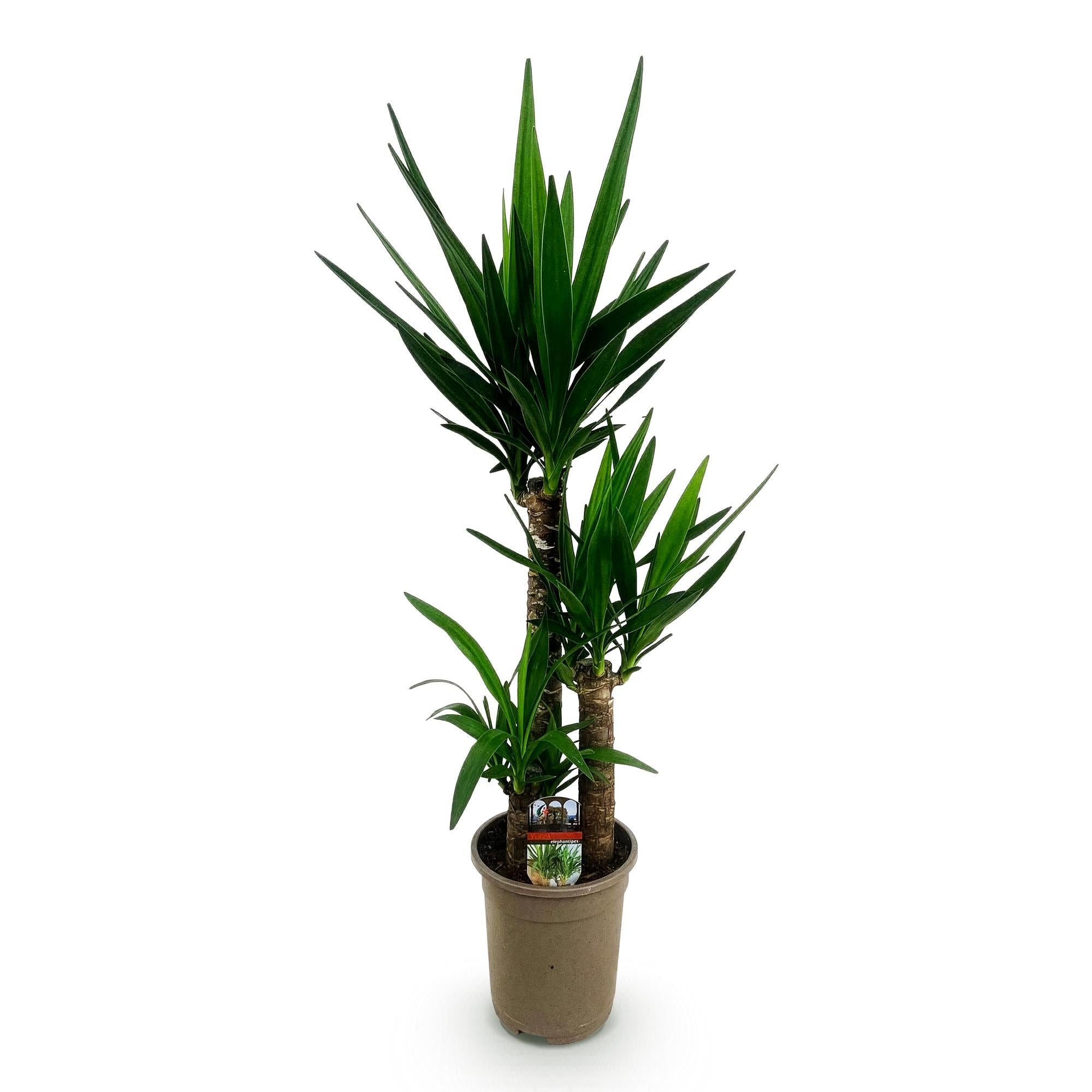 Yucca elephantipes, Yucca, Wenig Pflege, Grün, 1, Topf 21 cm, 100 cm