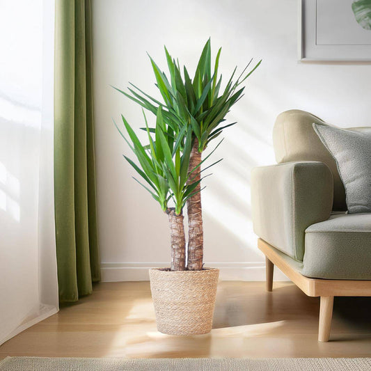 Yucca Elephantipes mit Sofia-Korb natur - 90cm - Ø21 - Botanic-Vibes