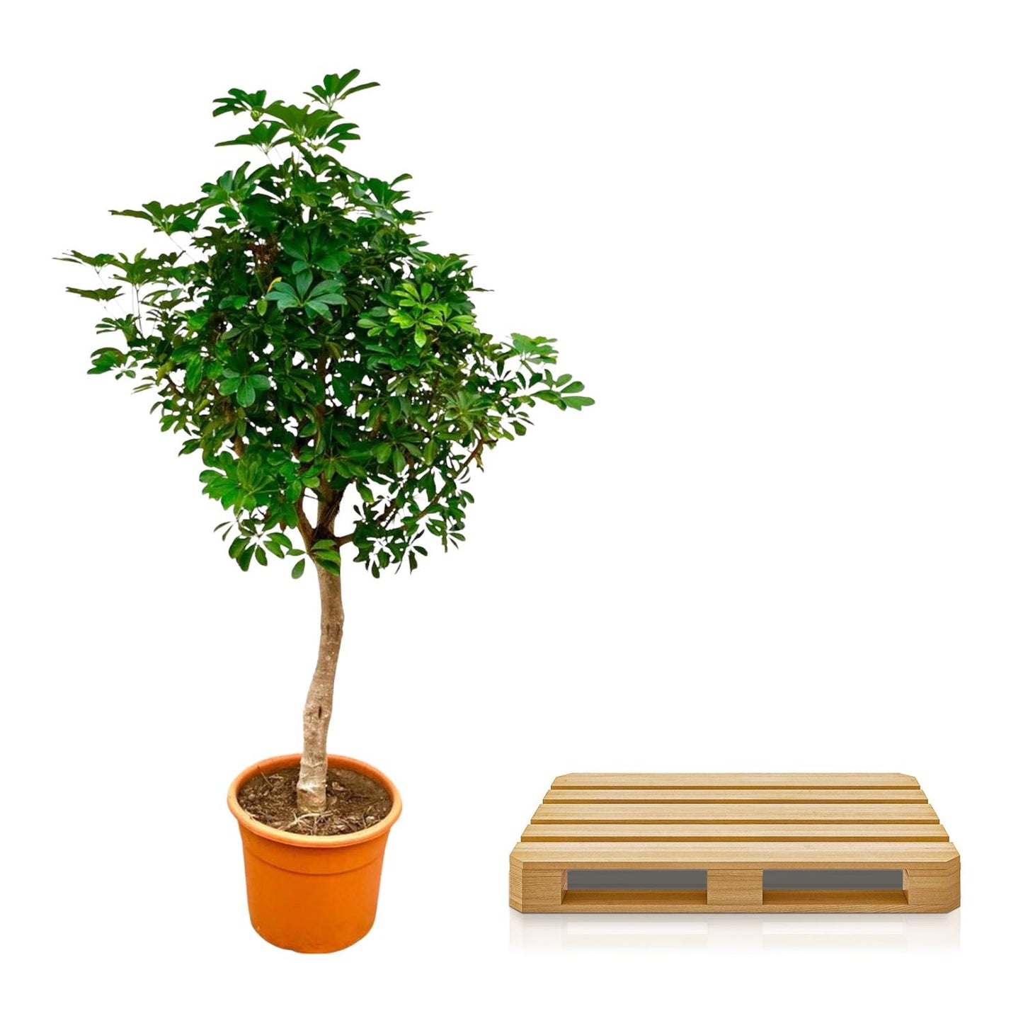Schefflera auf Stamm – 210cm – Ø45