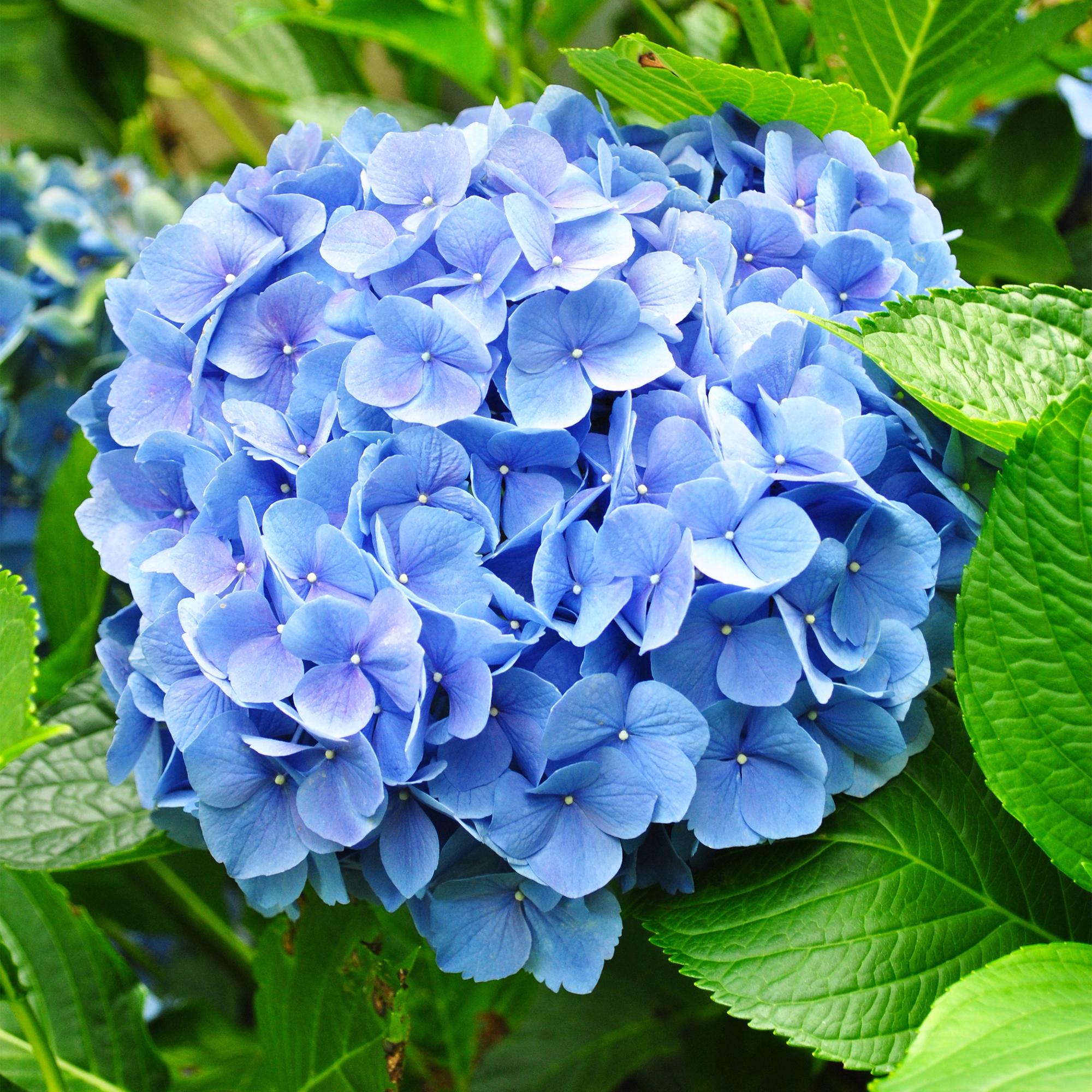 Hortensie, Hydrangea macrophylla Blau, Blüte Blau, 3 Pflanzen, 1m2, Laubabwerfend, Wenig Pflege, Topf 17 cm 30 cm