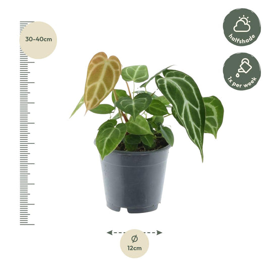Anthurium Chrystallium – 35 cm – Ø12