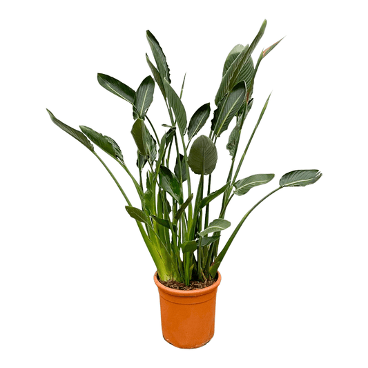 Strelitzia reginae xl – 160cm – Ø30