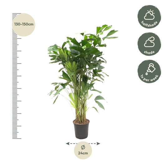 Caryota mitis – 160 cm – Ø24
