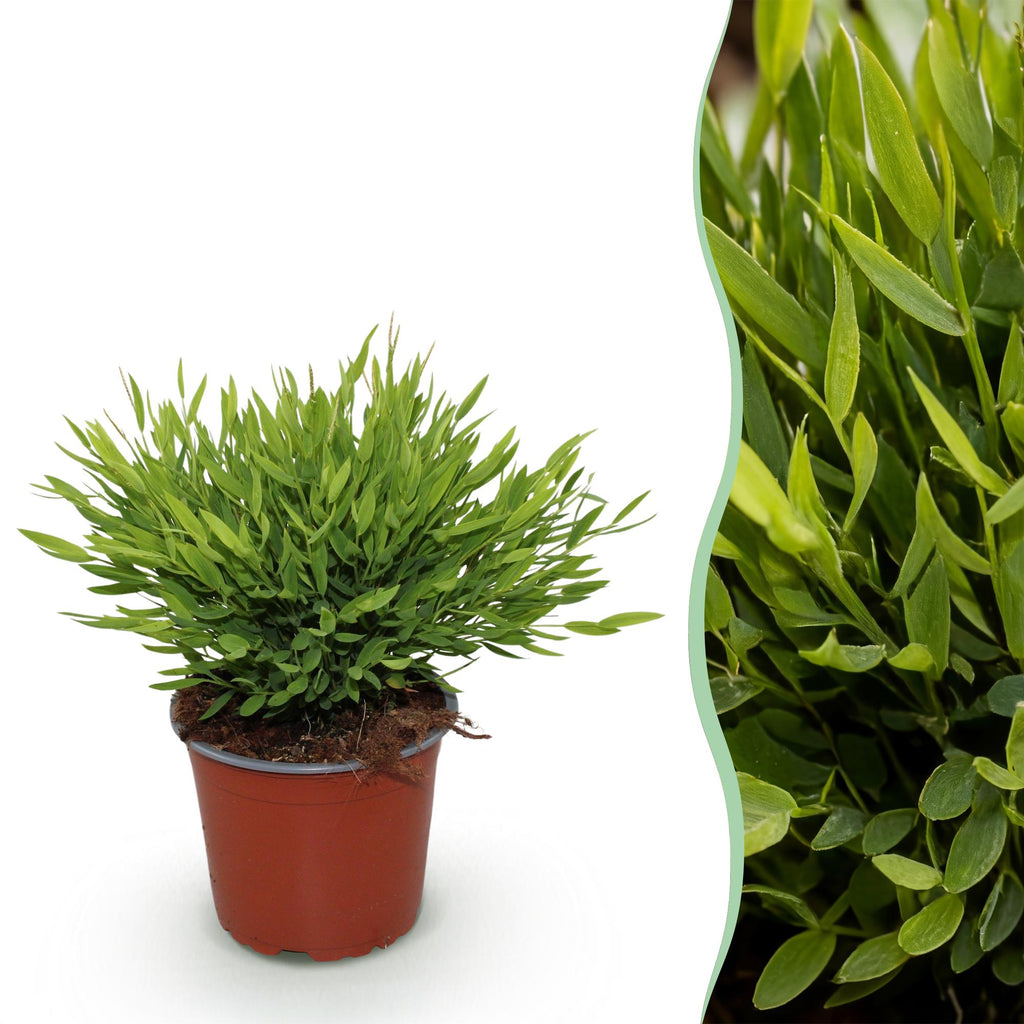 Green boutiQ, Zimmerpflanze, Bamusa Pogonatherum Monica, Bambusgras, Haustierfreundliche Pflanze, Grün, Topf 12cm, Höhe 20cm