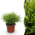 Green boutiQ, Zimmerpflanze, Bamusa Pogonatherum Monica, Bambusgras, Haustierfreundliche Pflanze, Grün, Topf 12cm, Höhe 20cm