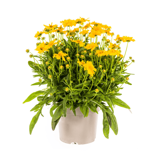 Coreopsis grandiflora Ø19cm - ↕50 - 60cm - Botanic-Vibes