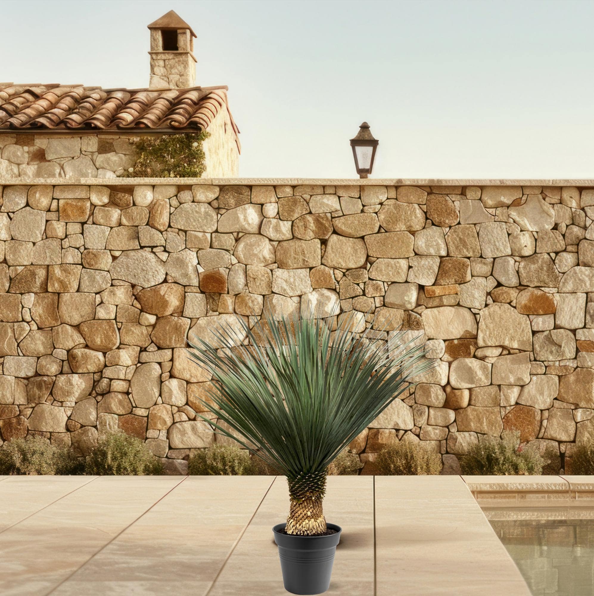 Yucca Rostrata – 100–120 cm – Ø40 - Botanic-Vibes