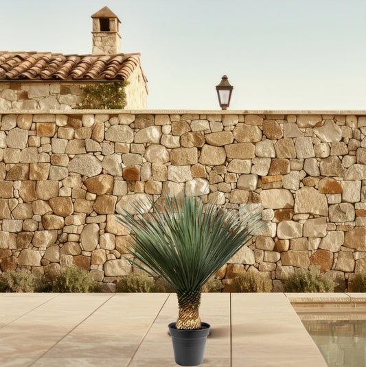 Yucca Rostrata – 100–120 cm – Ø40
