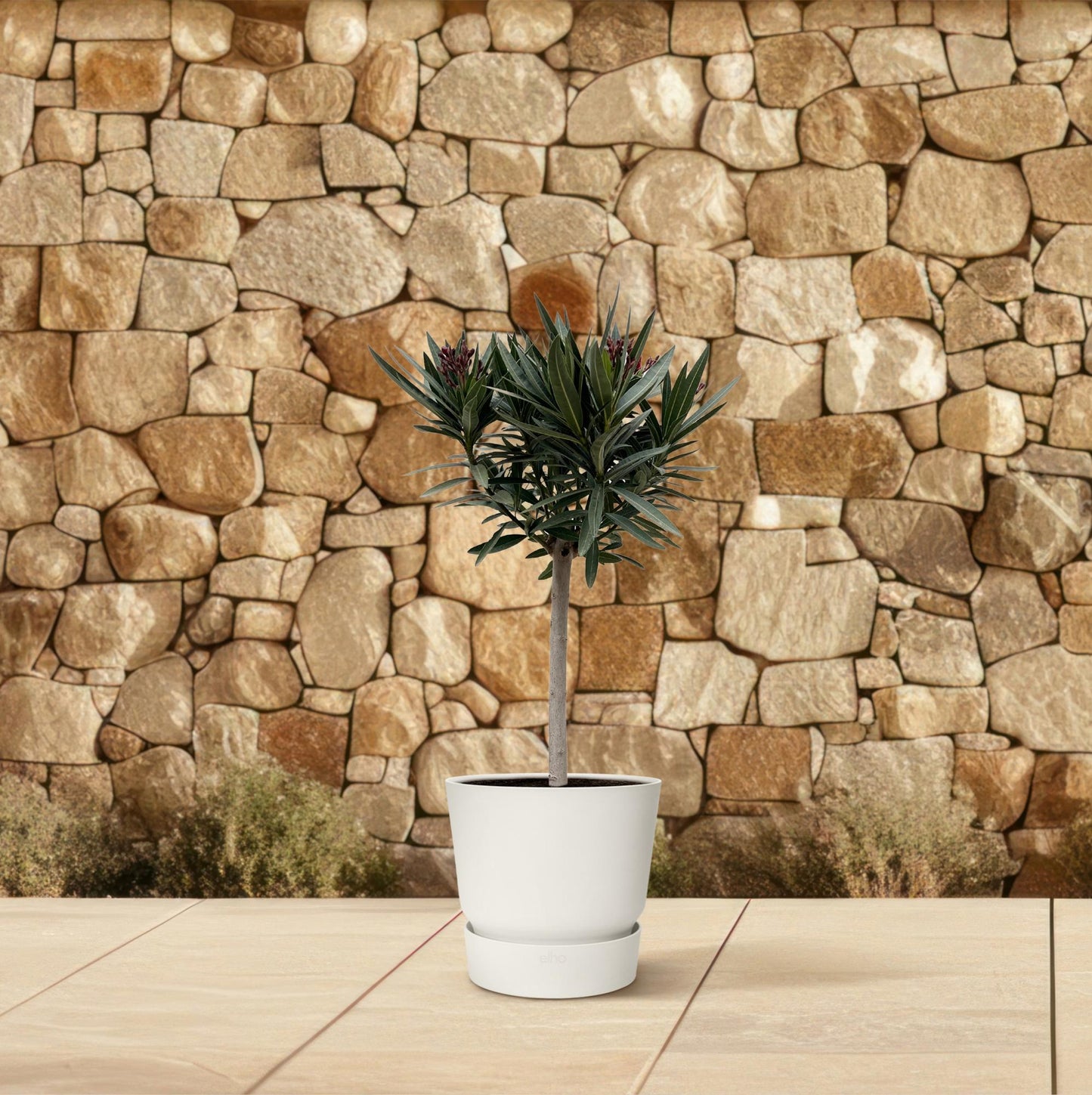Nerium oleander auf Stamm mit roter Blüte – 90 cm – Ø22