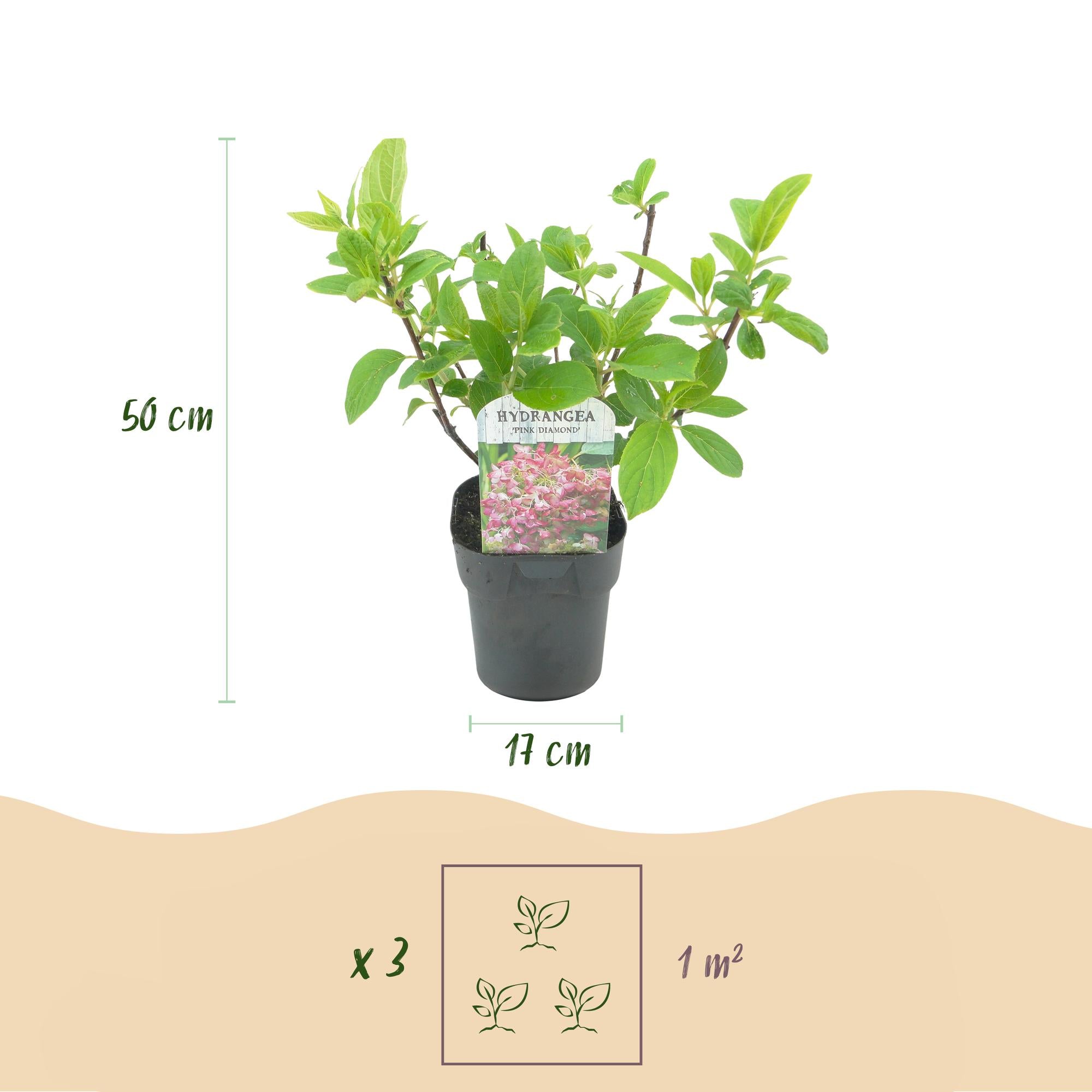 Rispen Hortensie, Hydrangea panniculata Rosa Diamond, Blüte Weiß Rosa, 1 Pflanze, Laubabwerfend, Große Blüten, Topf 17 cm 50 cm