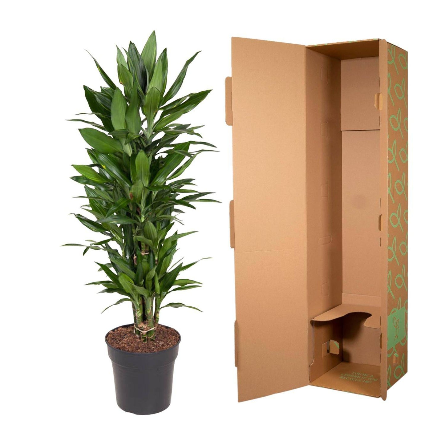 Dracaena Janet Lind verzweigt – 110 cm – Ø27 - Botanic-Vibes