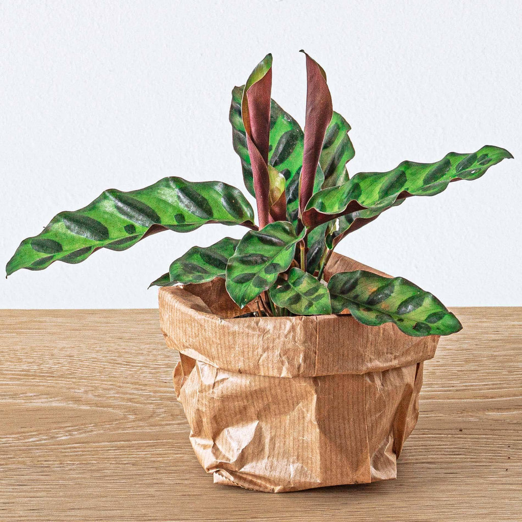 Terrarium-Set – Calathea Lancifolia – Nachfüllung & Starterset – DIY - Botanic-Vibes