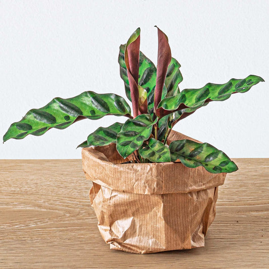 Terrarium-Set – Calathea Lancifolia – Nachfüllung & Starterset – DIY