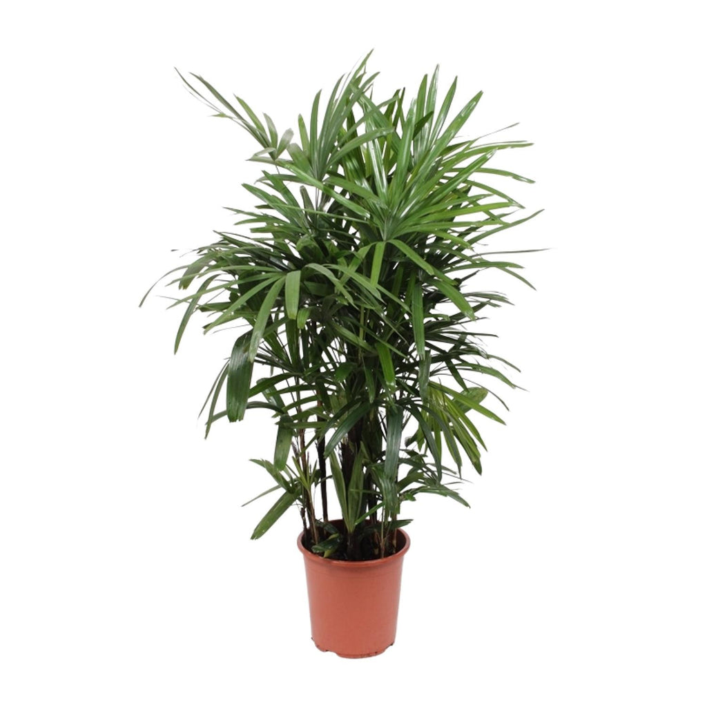 Rhapis Excelsa, Ø27 cm, 120 cm