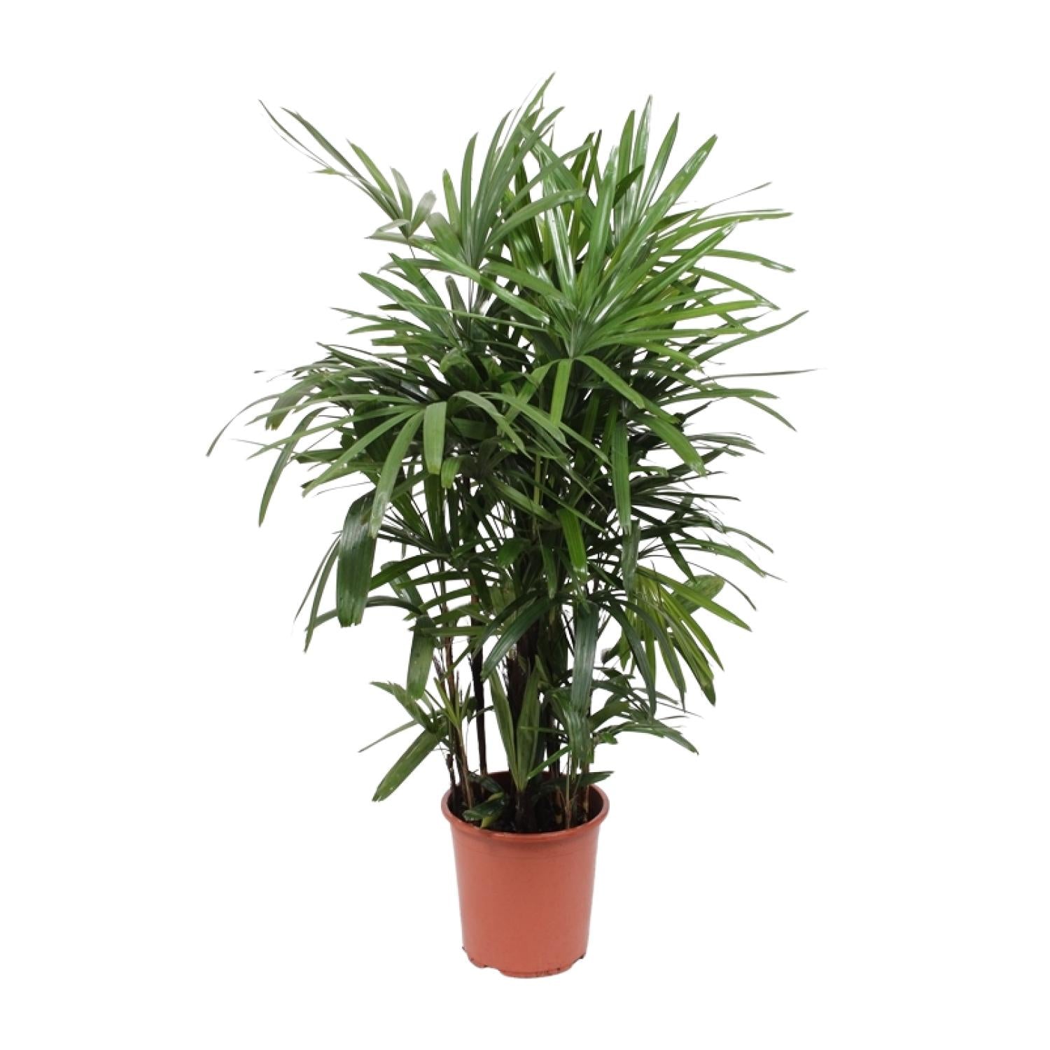 Rhapis Excelsa, Ø27 cm, 120 cm