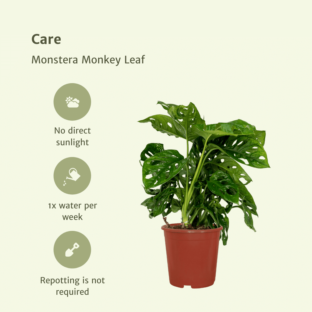 2x Monstera Monkey Leaf, Lochpflanze, 30 cm, Ø12 cm