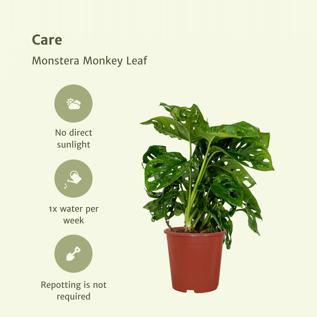 2x Monstera Monkey Leaf, Lochpflanze, 30 cm, Ø12 cm
