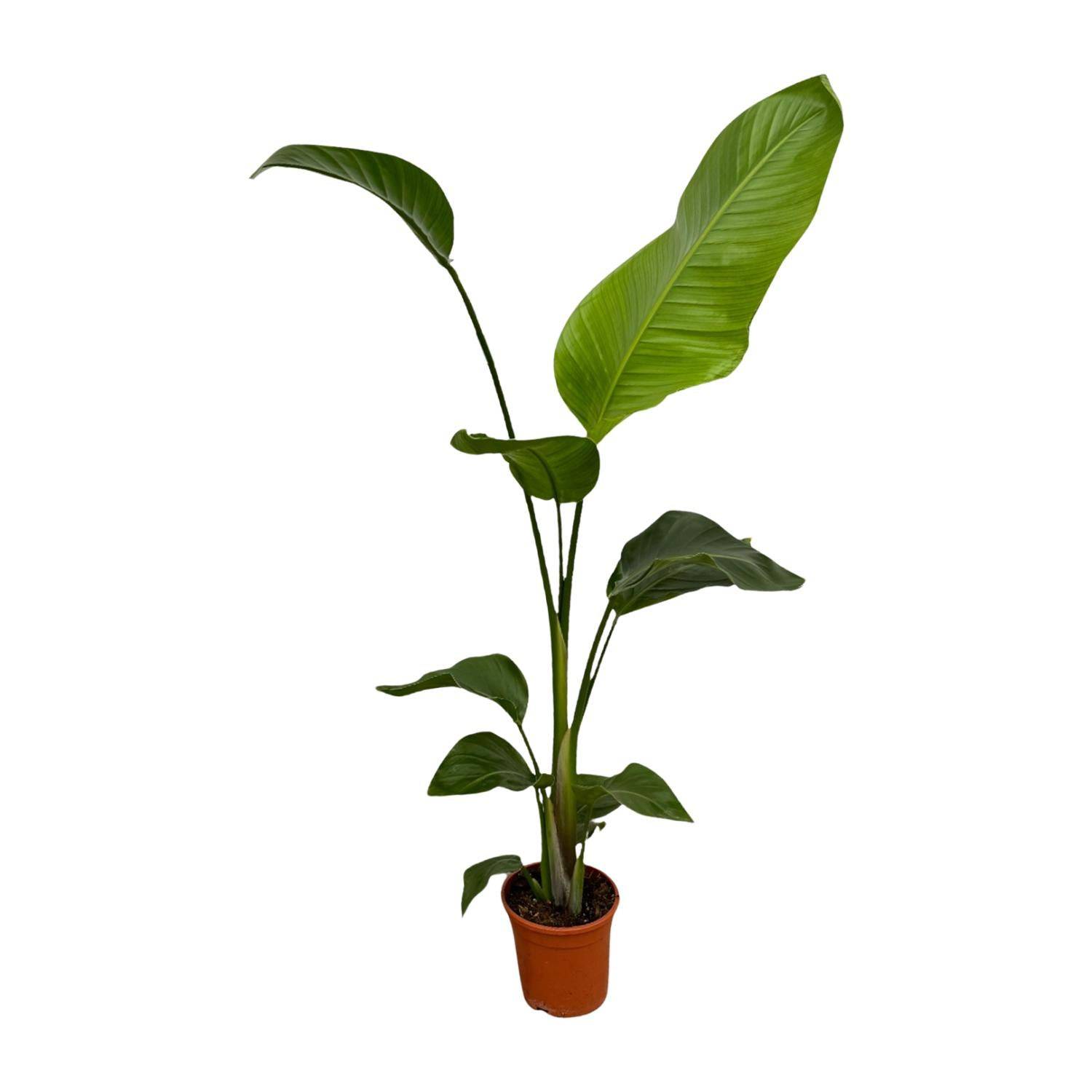 2x Strelitzia nicolai – 100 cm – Ø17 - Botanic-Vibes