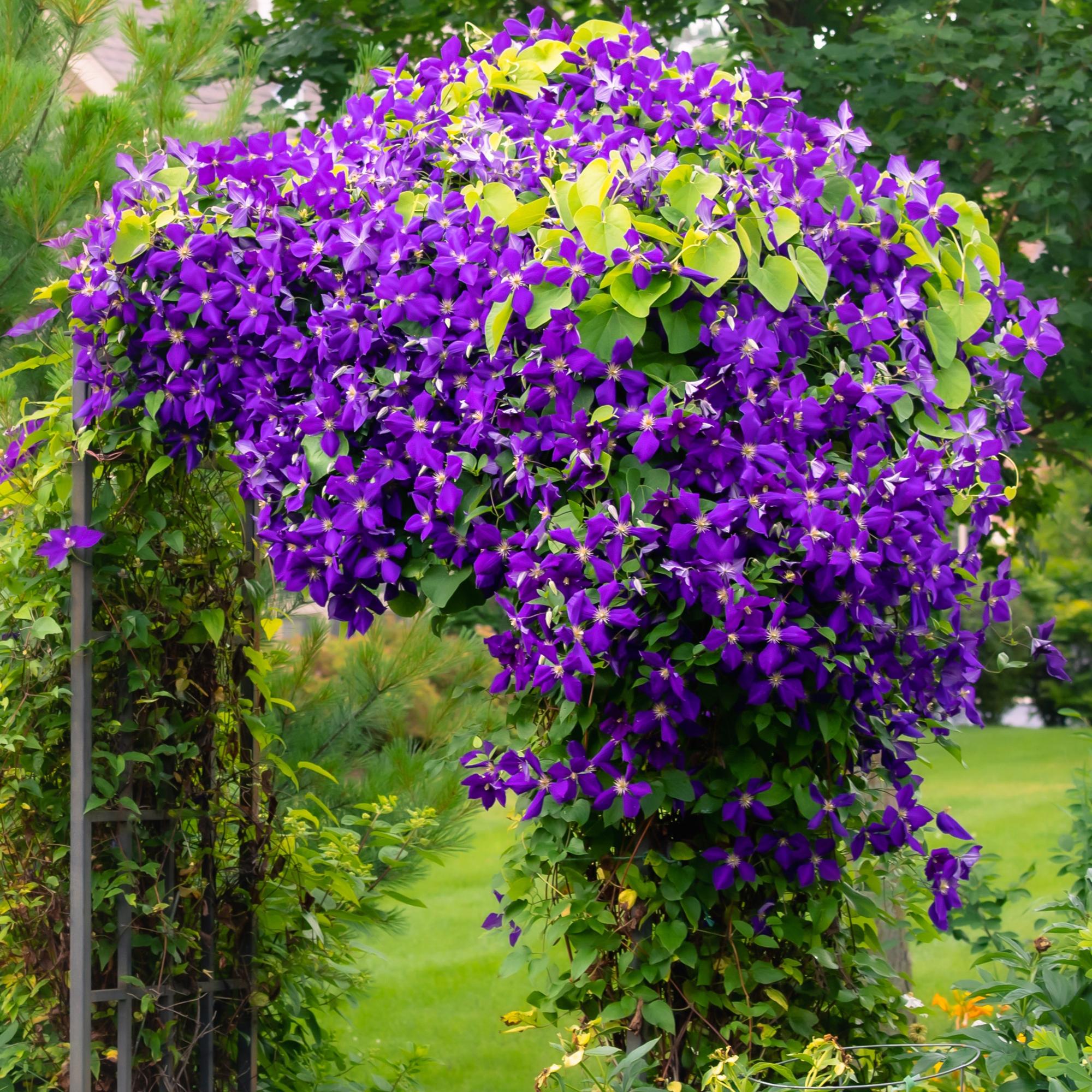 Kletterpflanze, Clematis Jackmanii, Blüte Blau, Wenig Pflege, 2 Pflanzen, Topf 11 cm 40 cm