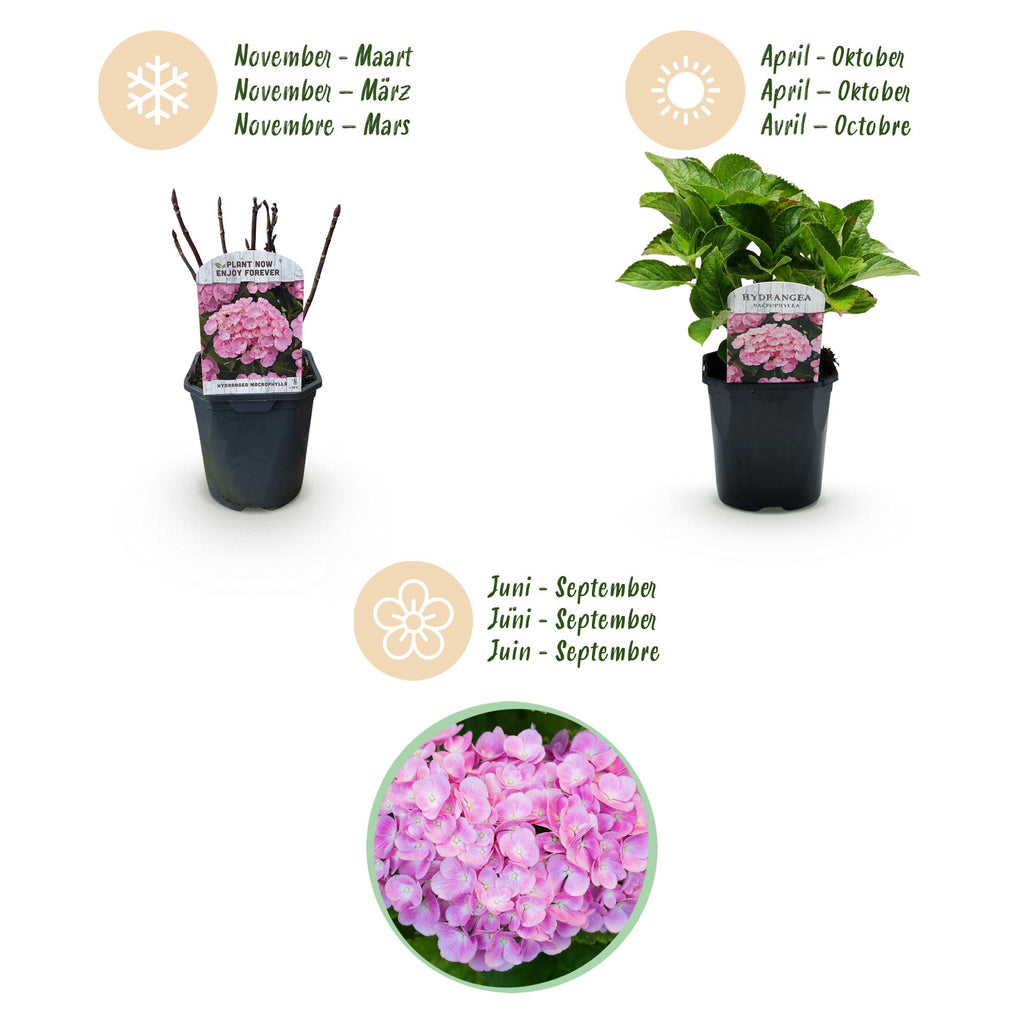 Hortensie, Hydrangea macrophylla Rosa, Blume Rosa, 3 Pflanzen, 1 m2, Laubabwerfend, Wenig Pflege, Topf 17 cm 30 cm