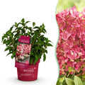 Hydrangea panniculata Groundbreaker Ruby, Rispenhortensie, Winterfest, Rot, 1 Pflanze, Topf 14 cm, 20-25 cm