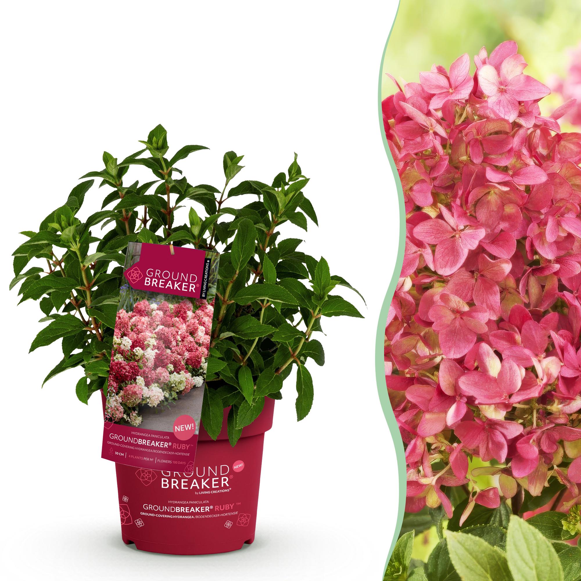 Hydrangea panniculata Groundbreaker Ruby, Rispenhortensie, Winterfest, Rot, 1 Pflanze, Topf 14 cm, 20-25 cm