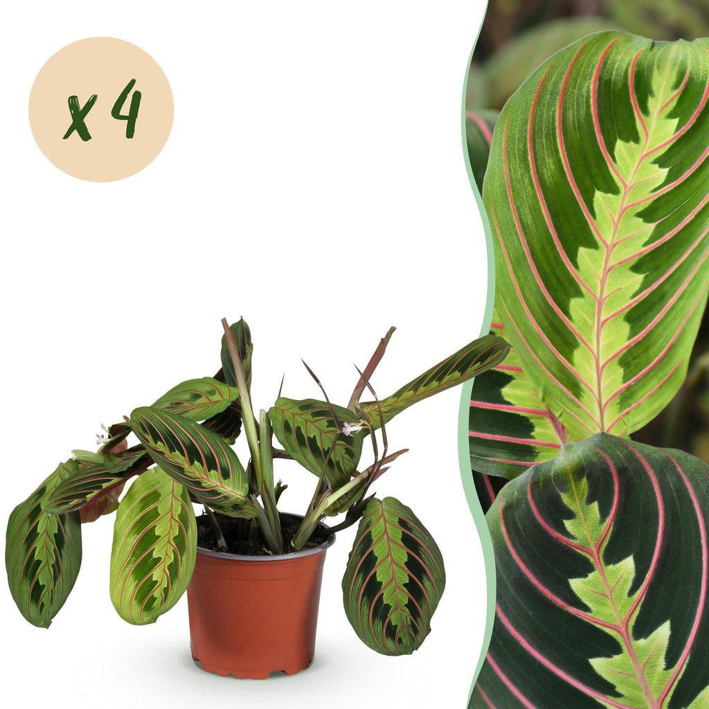 Green boutiQ, Zimmerpflanze, Maranta Fascinator Tricolour, Gebets Pflanze, Haustierfreundlich, Grün, Topf 12cm, Höhe 30, 35cm