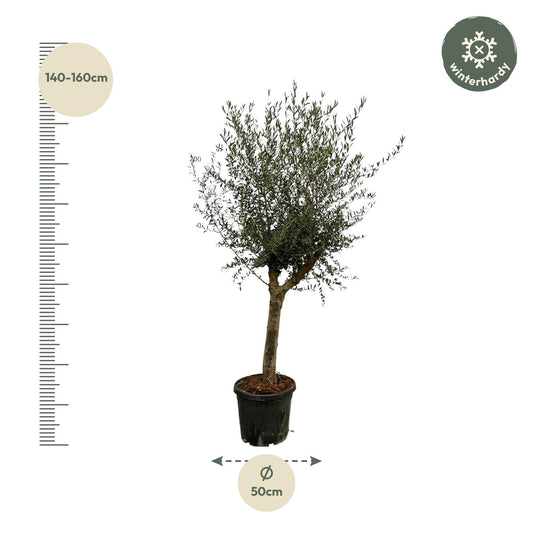 Olea Lorc – 200 cm – Ø45