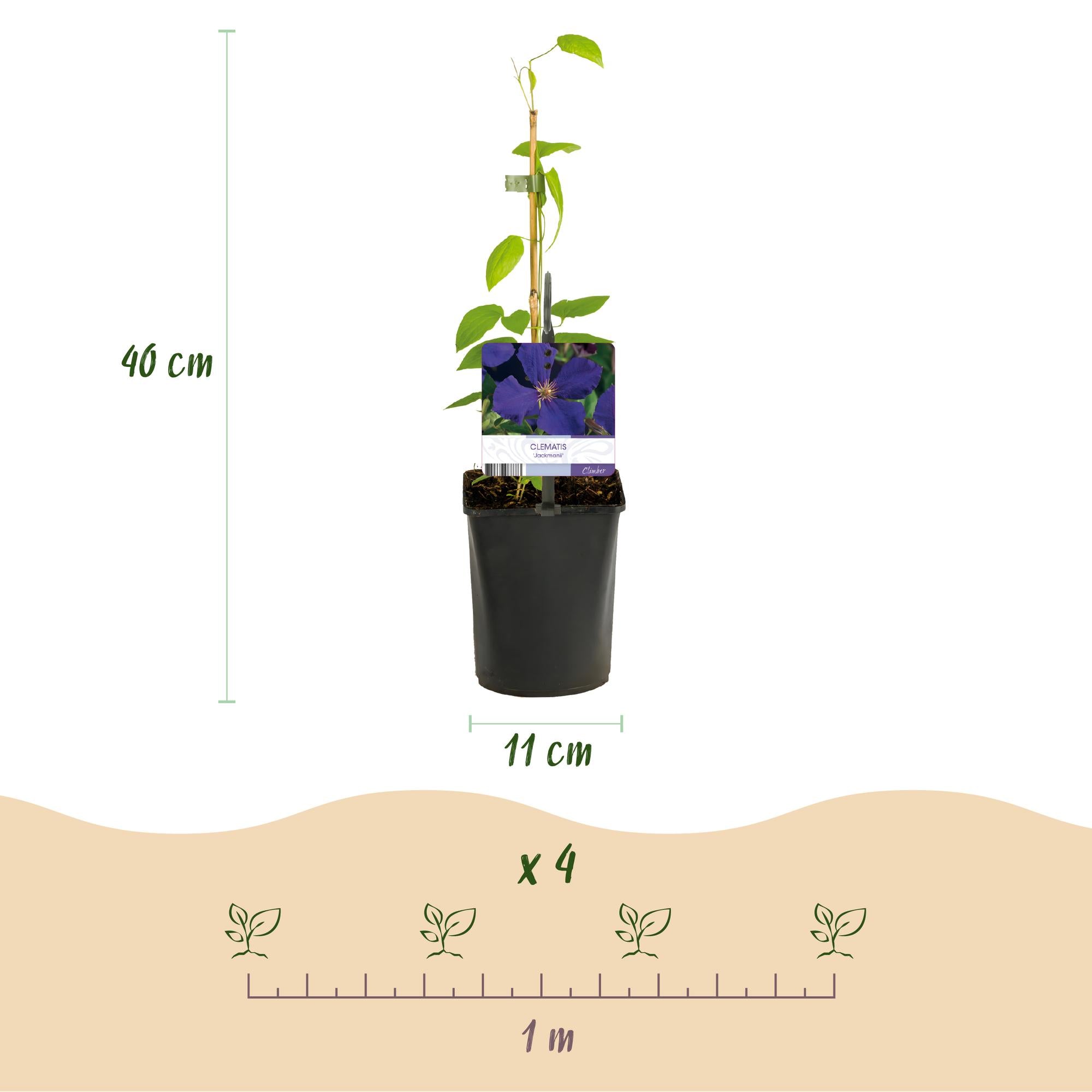 Kletterpflanze, Clematis Tricolour, Blüte Rosa Weiß Lila, Wenig Pflege, 3 Pflanzen, Topf 11 cm 40 cm