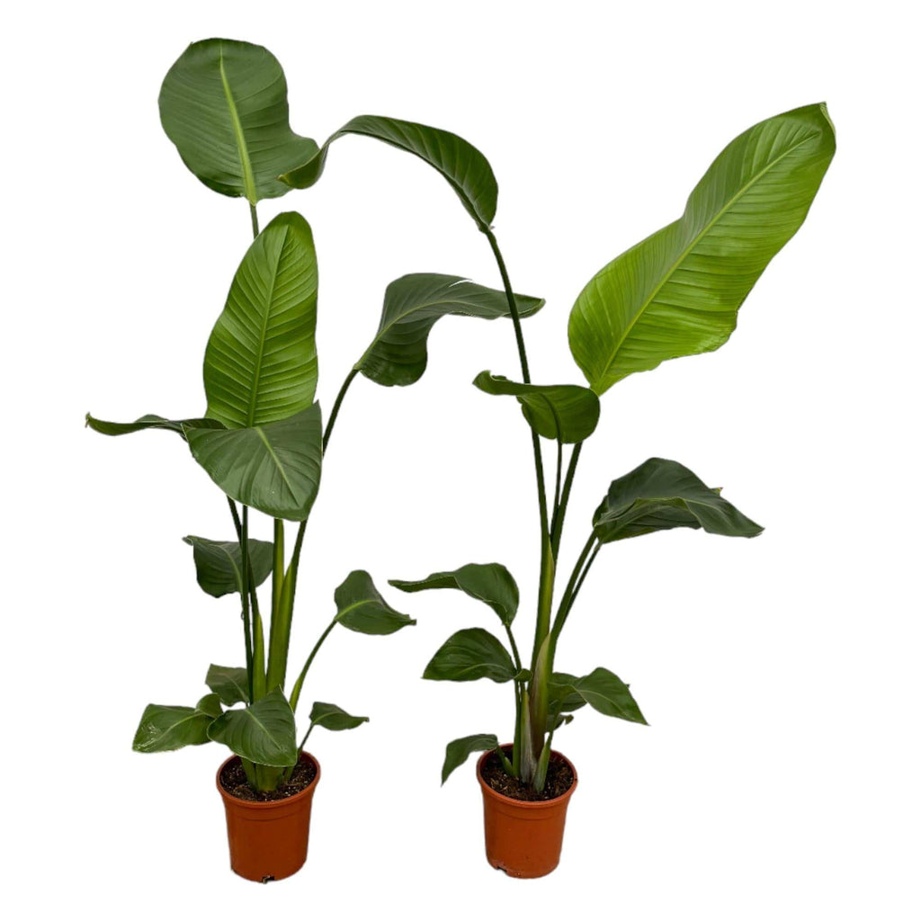 2x Strelitzia nicolai – 100 cm – Ø17 - Botanic-Vibes