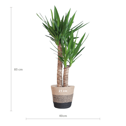 Yucca Elephantipes mit Korb Lissabon Schwarz - 90cm - Ø21 - Botanic-Vibes
