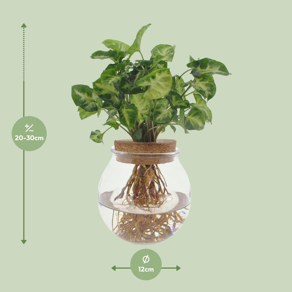 Syngonium Pixie, Ø12 cm, 30 cm