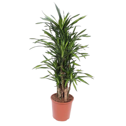 Dracaena Riki – 140 cm – Ø30 - Botanic-Vibes