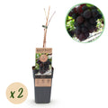 Obstpflanze, Vitis vinifera Vanessa, Weintraubenpflanze, Tafeltraube, Blaue Traube, 2 Pflanzen, Topf 15 cm, 50 cm