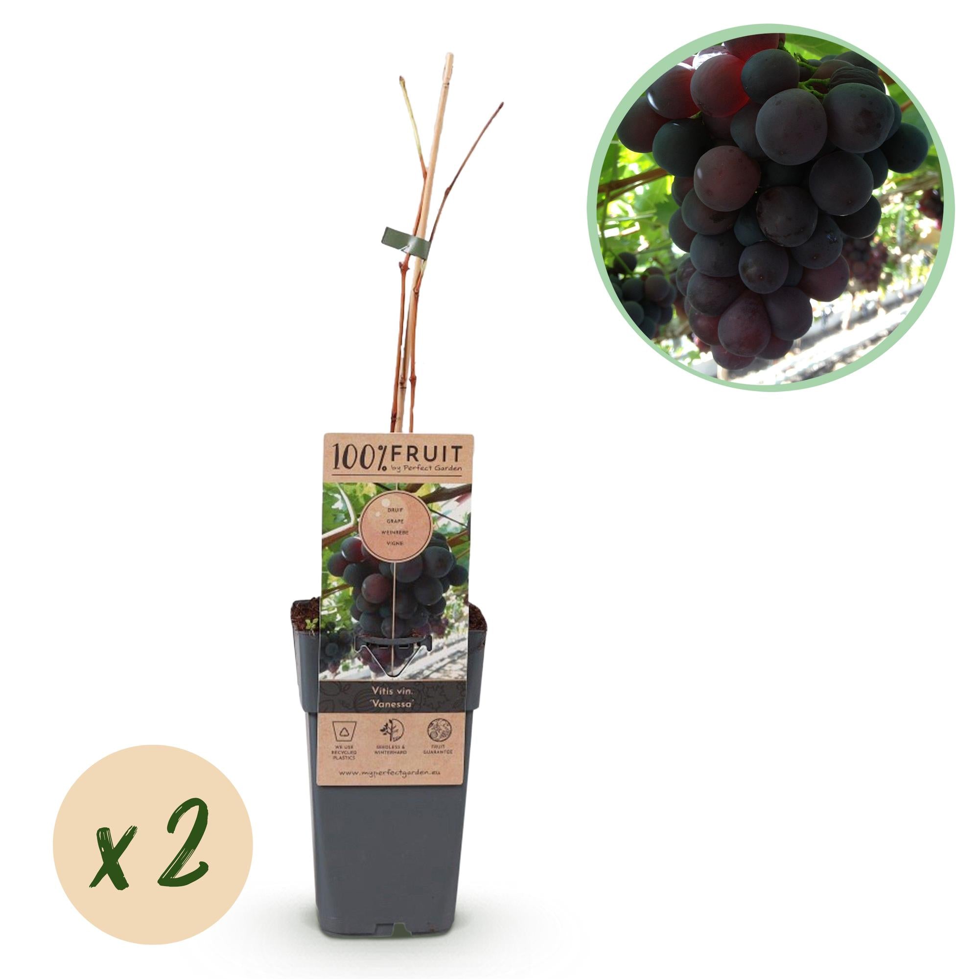 Obstpflanze, Vitis vinifera Vanessa, Weintraubenpflanze, Tafeltraube, Blaue Traube, 2 Pflanzen, Topf 15 cm, 50 cm