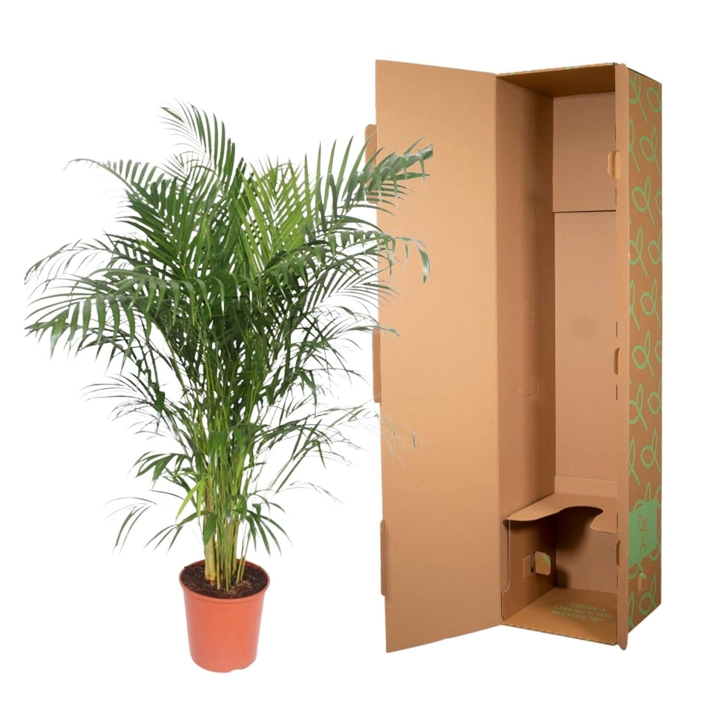 Dypsis lutescens (Areca-Palme) – 150 cm – Ø30 - Botanic-Vibes