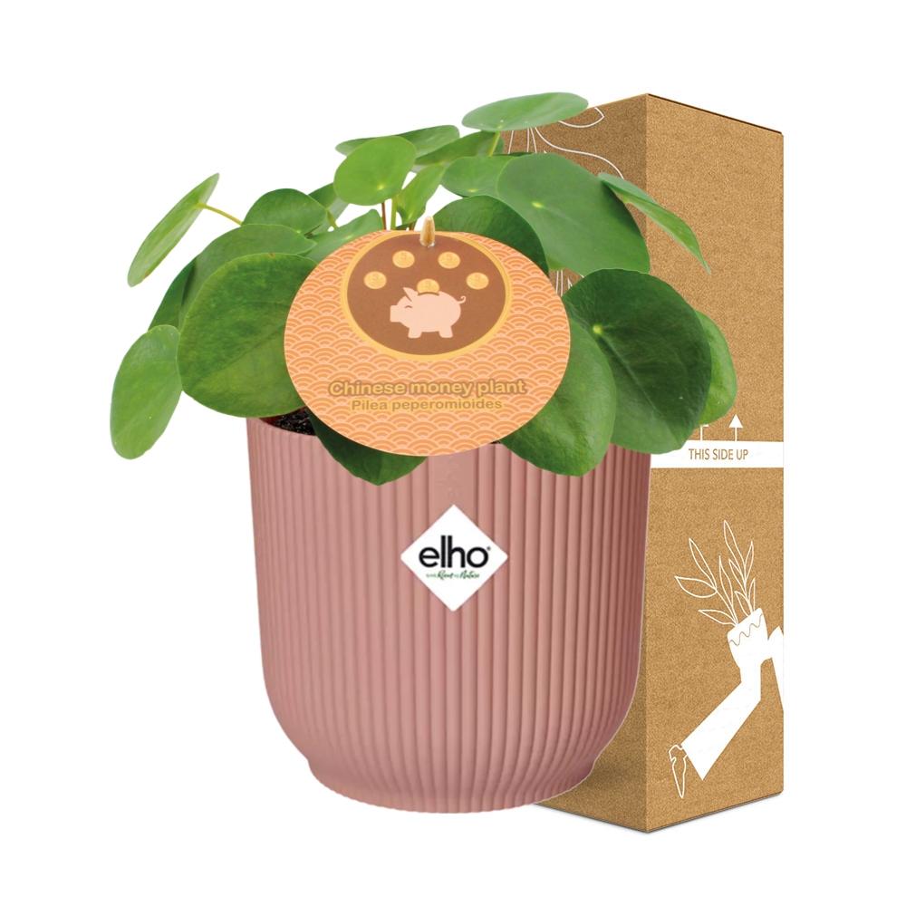 Mother's Day, Pilea Peperomioides 12 cm im ELHO Vibes Fold, 14 cm, rosa