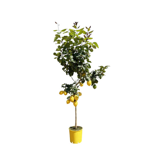 Zitronenbaum – 150 cm – Ø24 - Botanic-Vibes